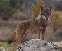 La Junta de Andalucía pone en marcha el II Plan de Recuperación del Lobo Ibérico.